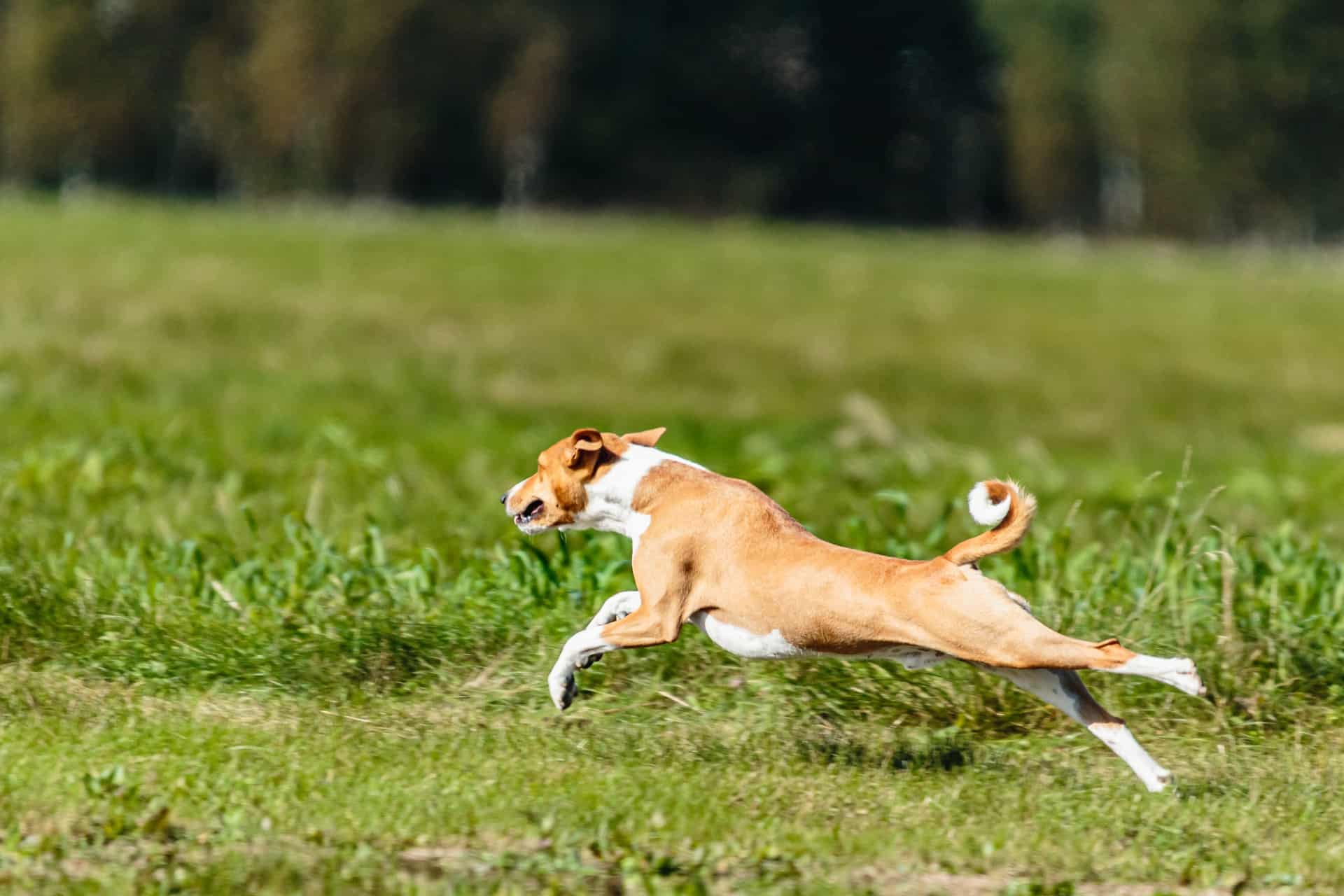 Basenji