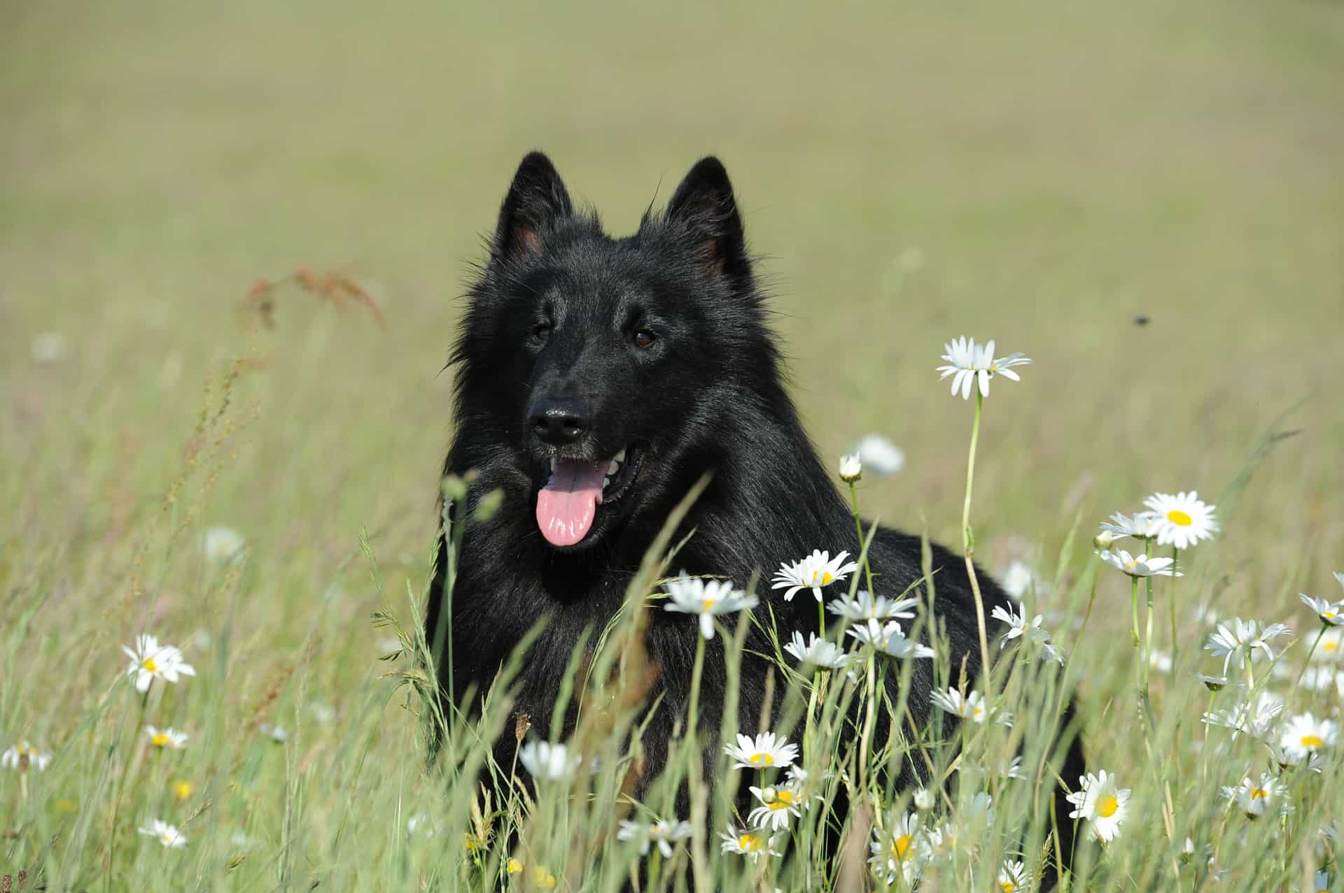 Belgian Shepherd (Groenendael)