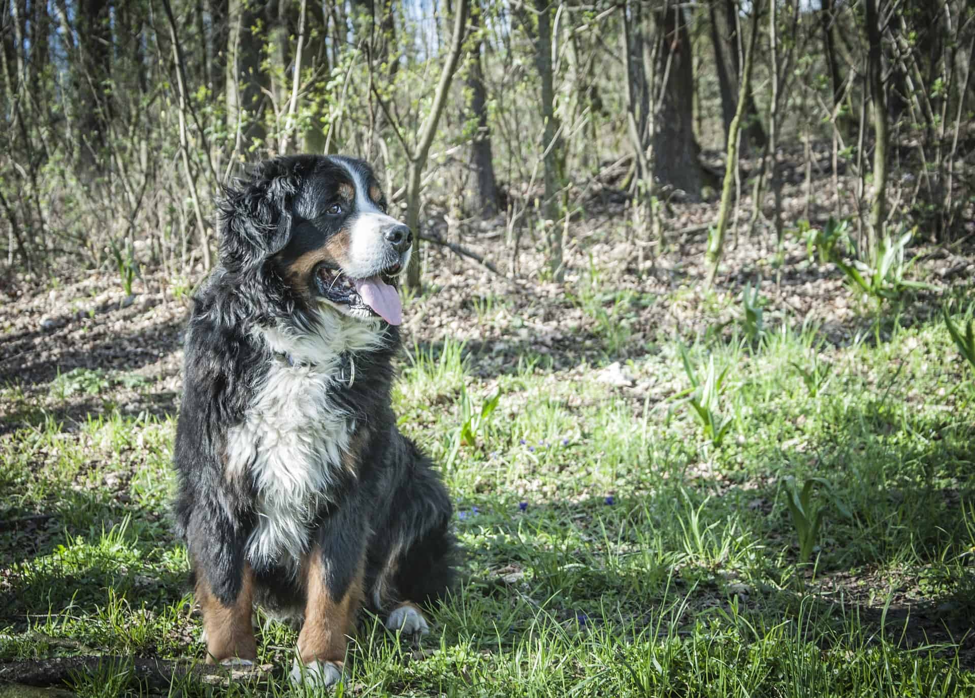 Bernese Mountain Dog