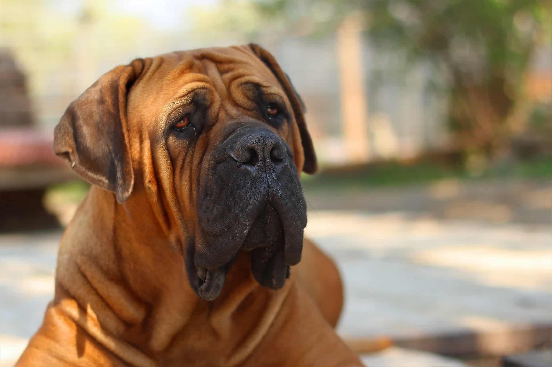 Boerboel dog