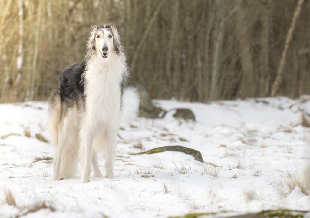 Chart of breeds similar to Borzoi