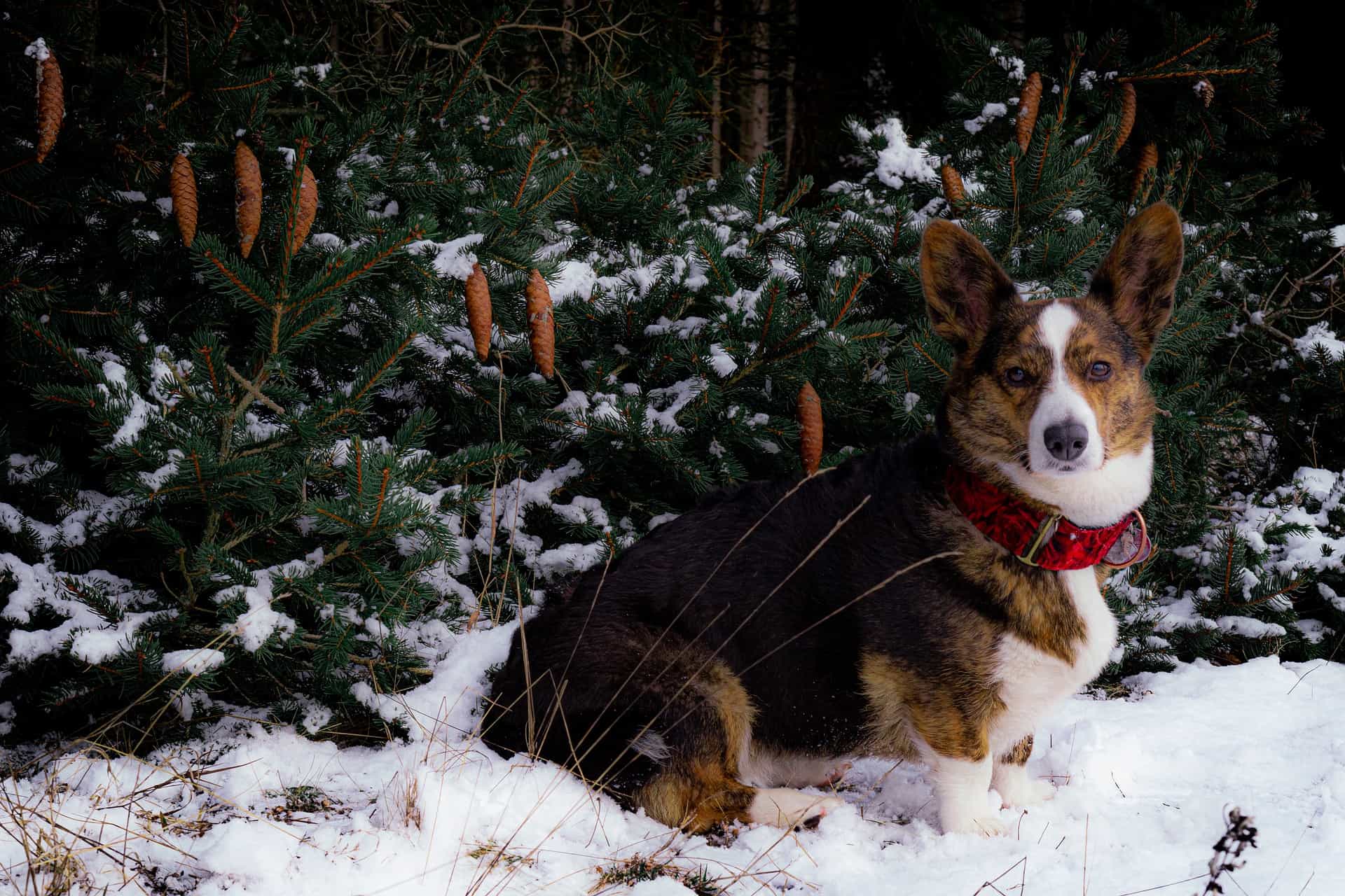 Cardigan Welsh Corgi