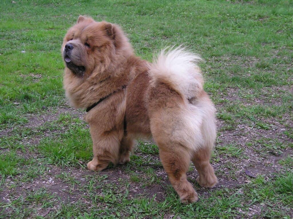 Chart of breeds similar to Chow Chow