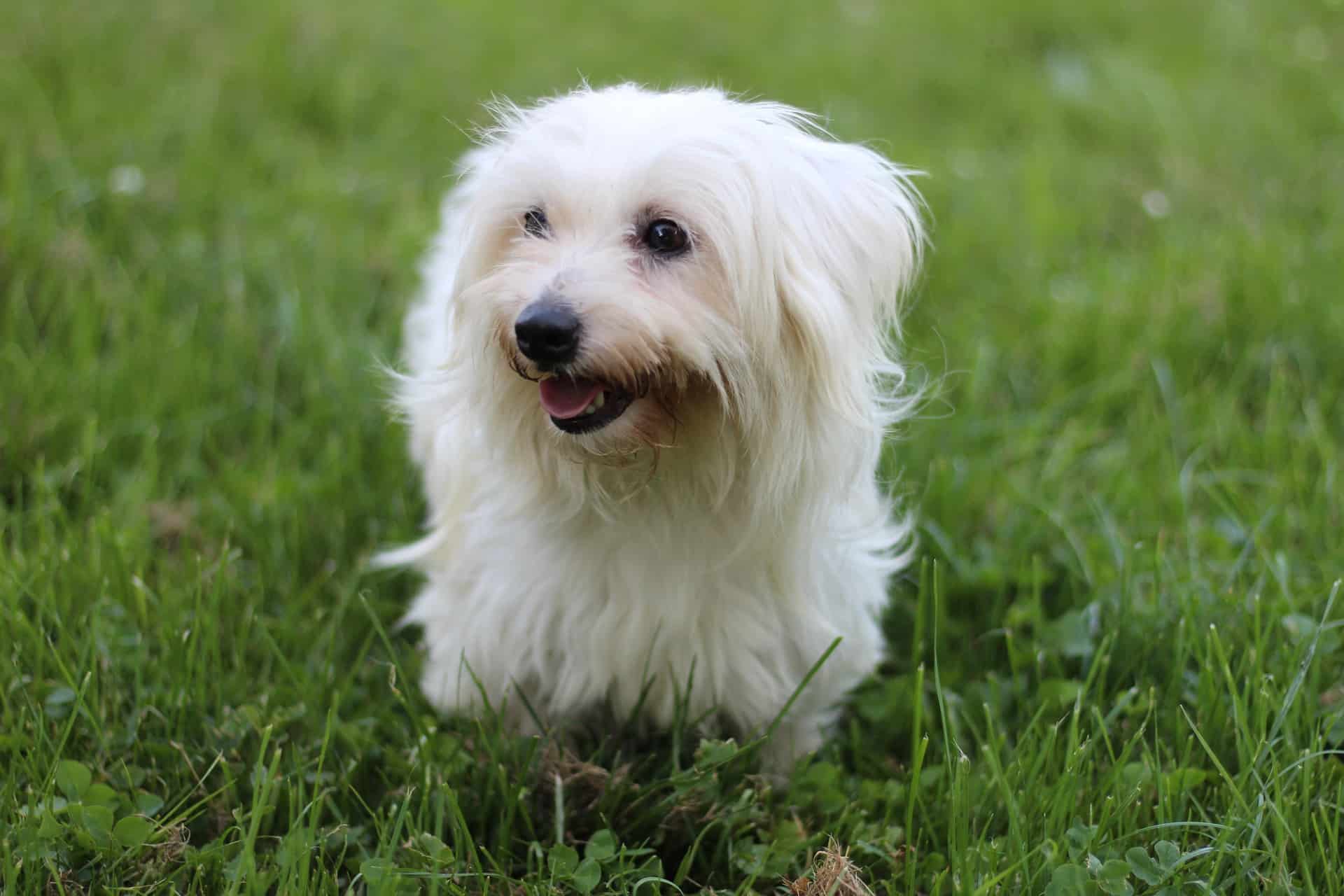Coton De Tulear