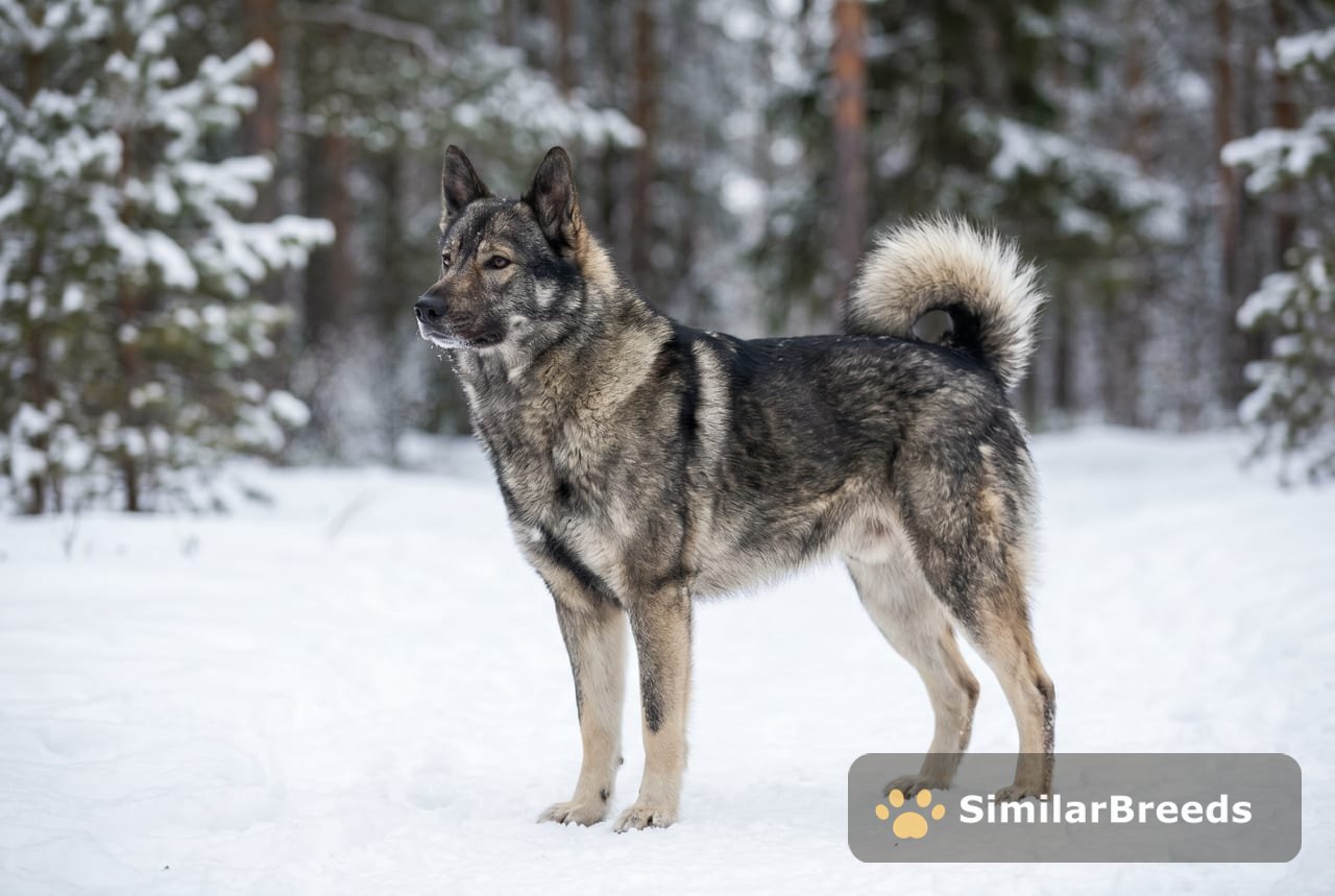 East Siberian Laika