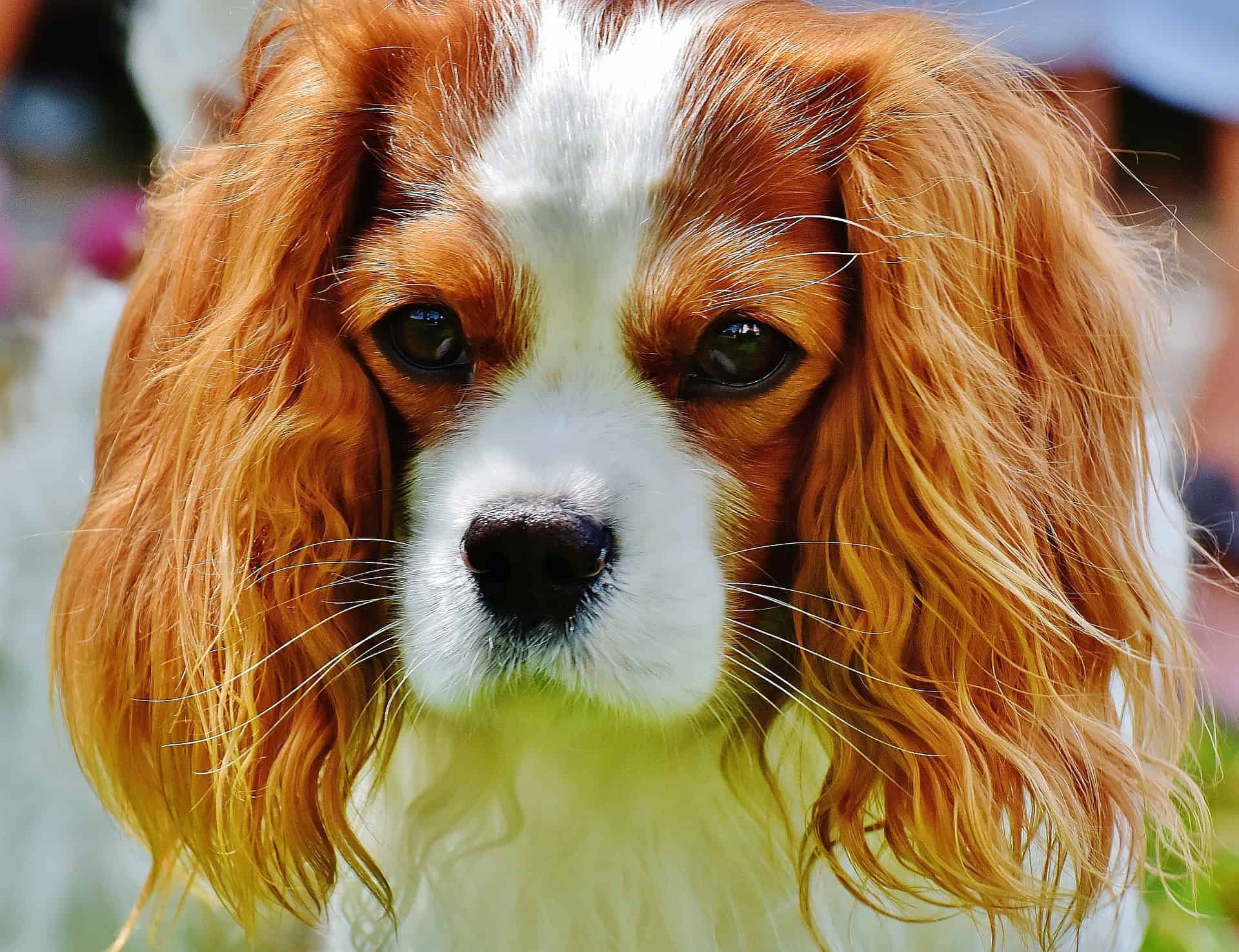 English Toy Spaniel