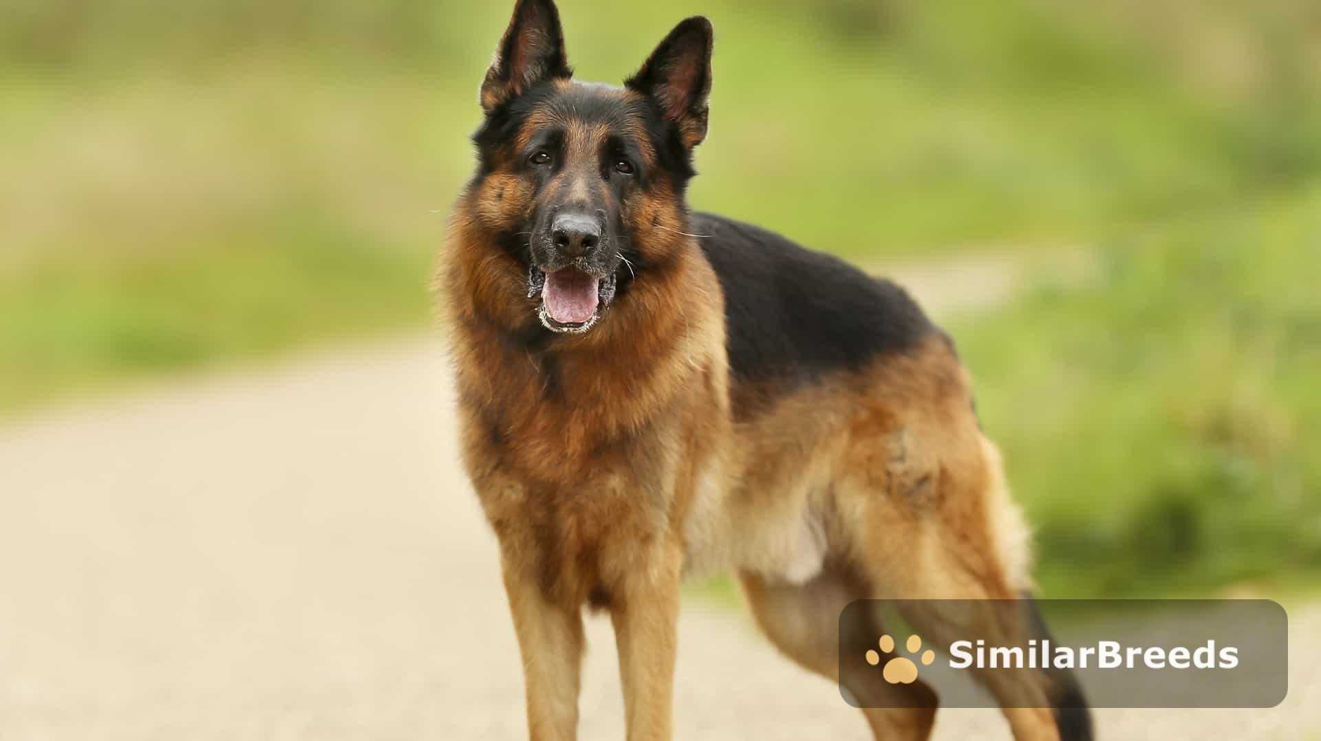 German Shepherd Dog
