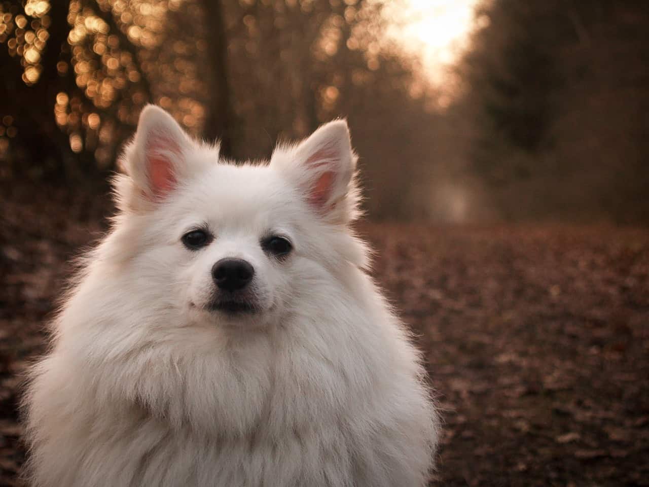 German Spitz (Mittelspitz)