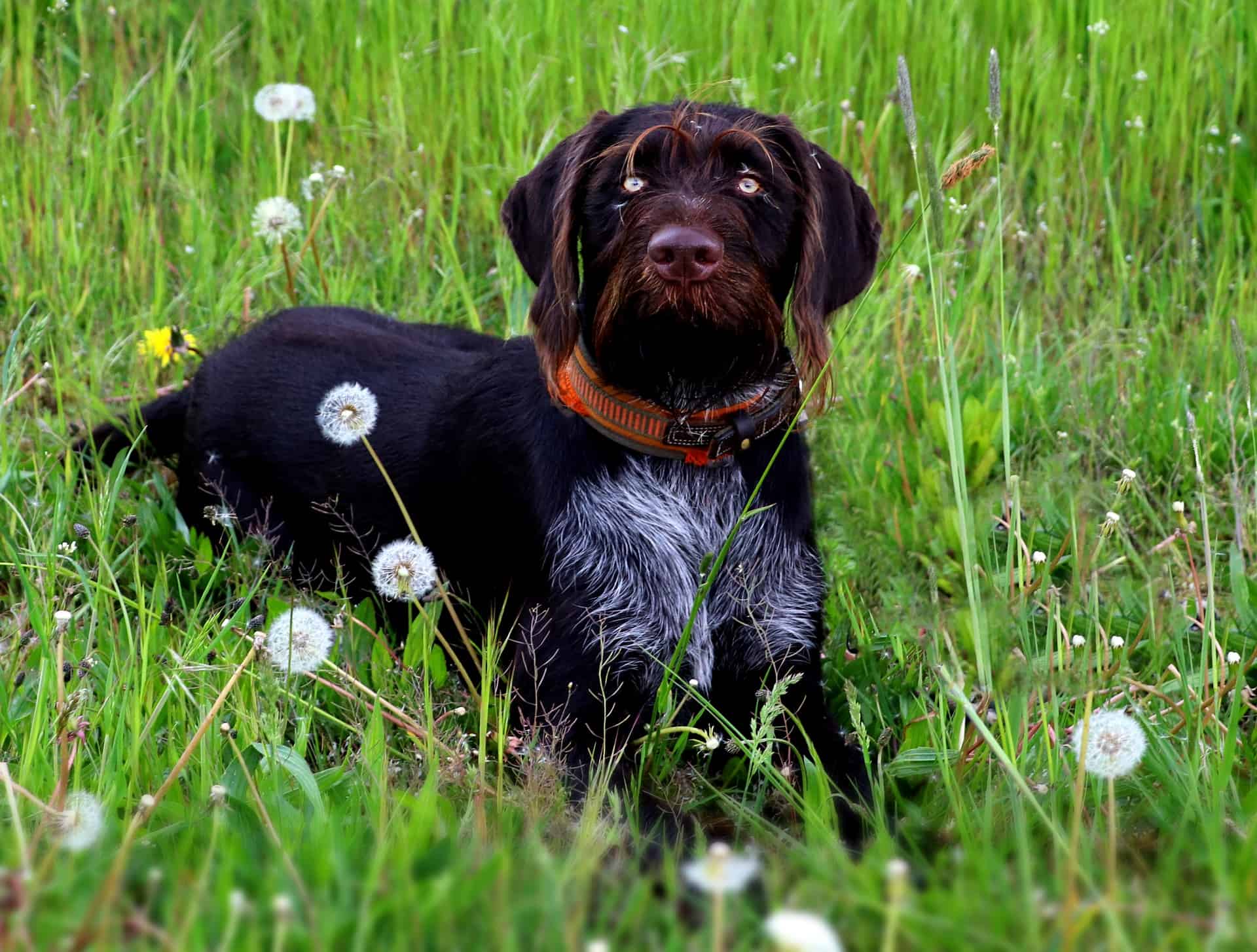 German Wirehaired Pointer