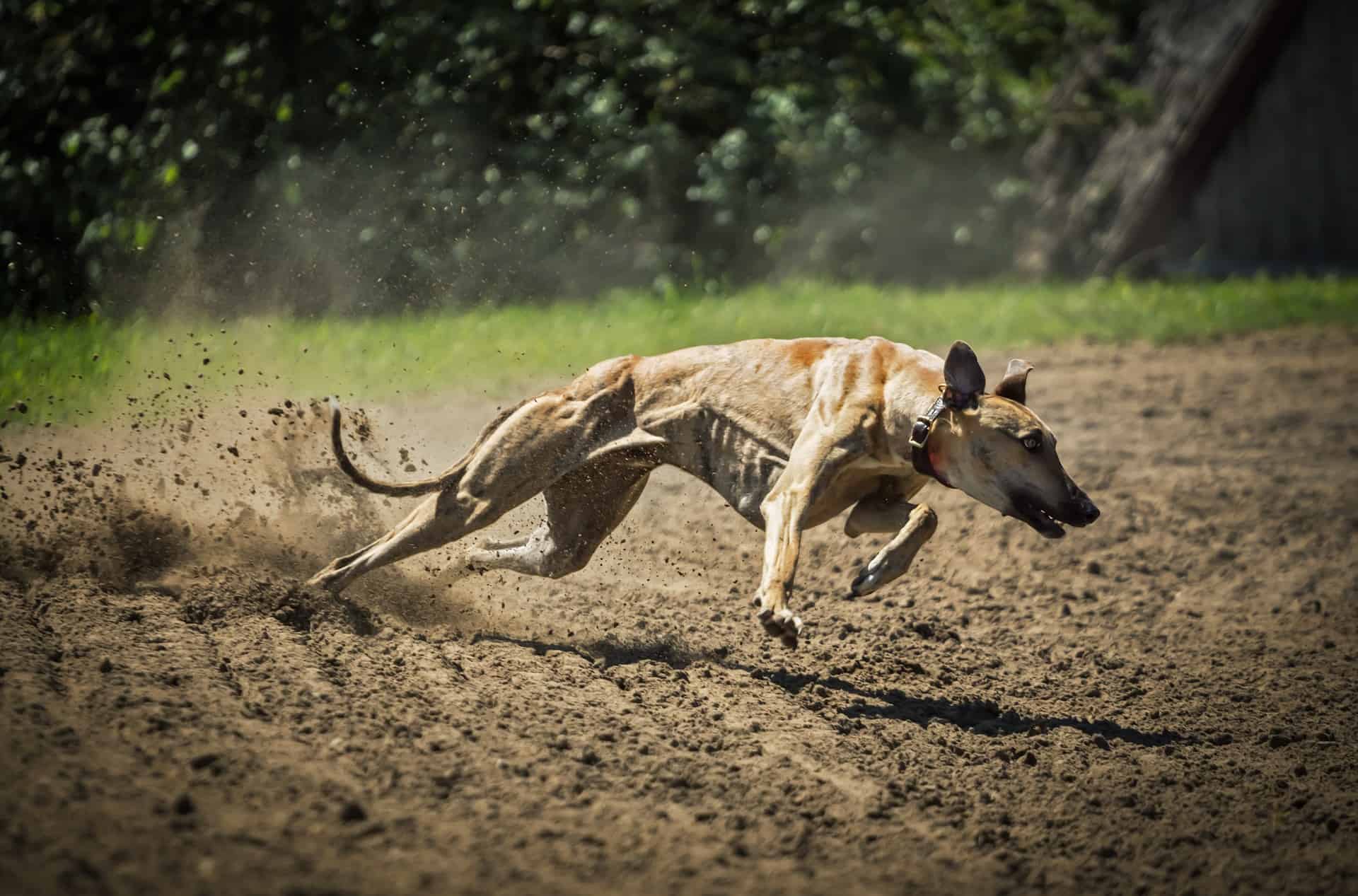 Hungarian Greyhound