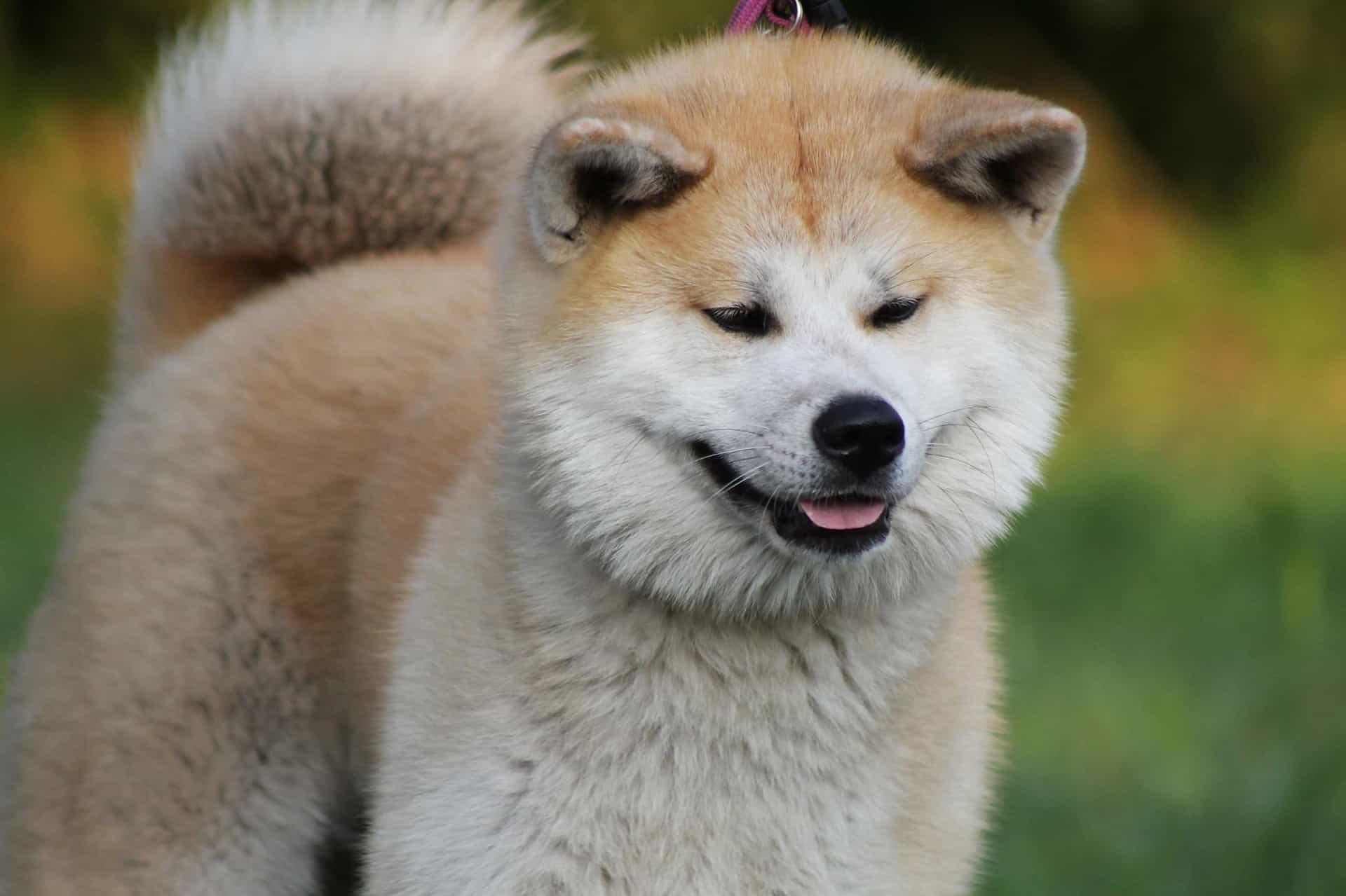Japanese Akita Inu