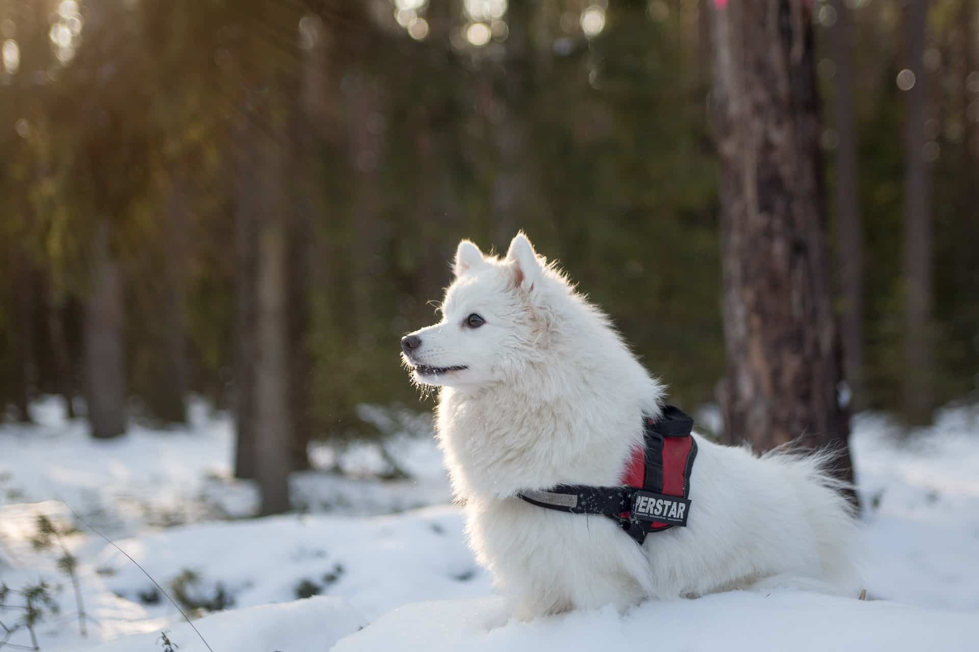Japanese Spitz