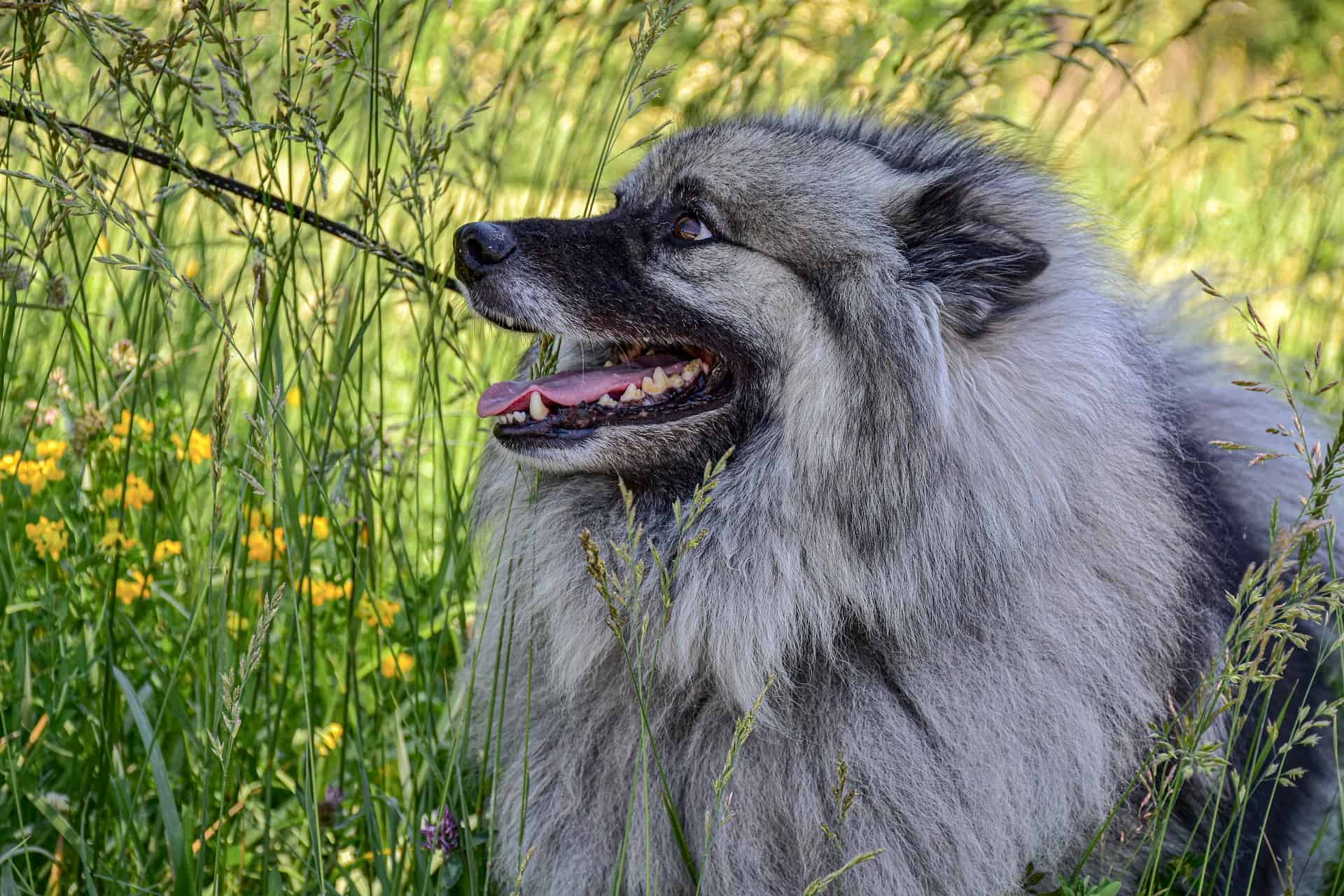 Keeshond (Wolfsspitz)