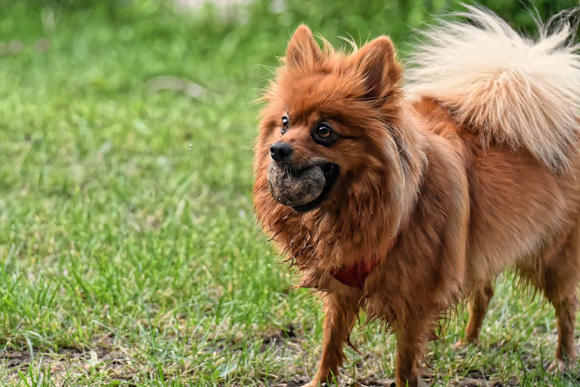 Kleinspitz