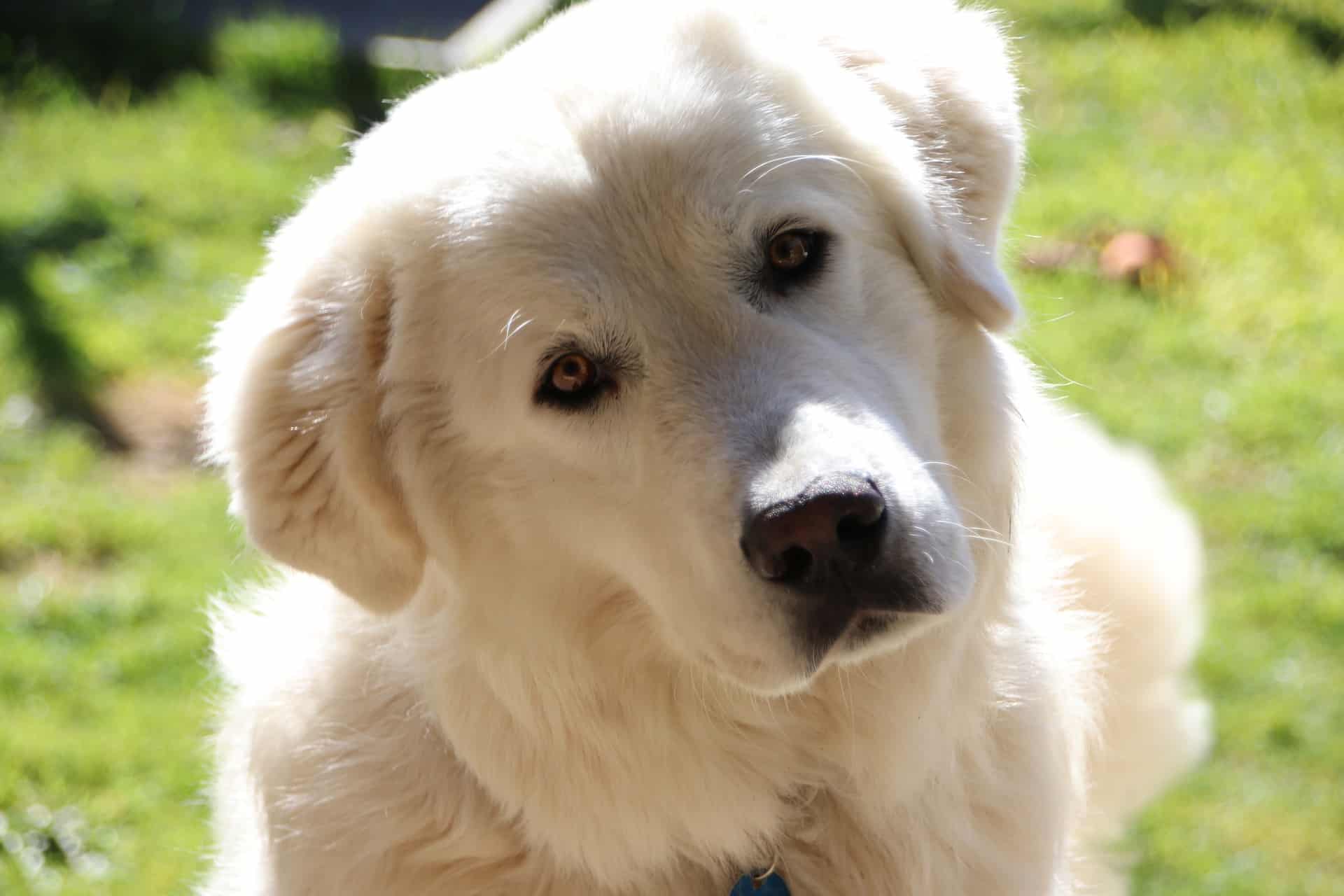 Maremmano-Abruzzese Sheepdog