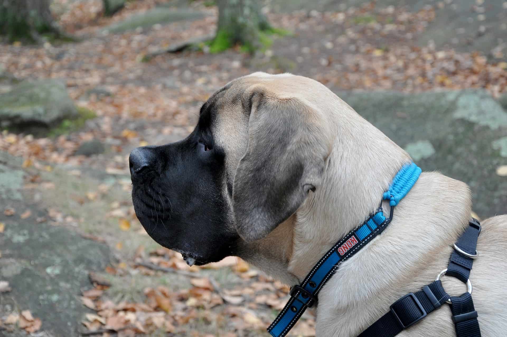Mastiff