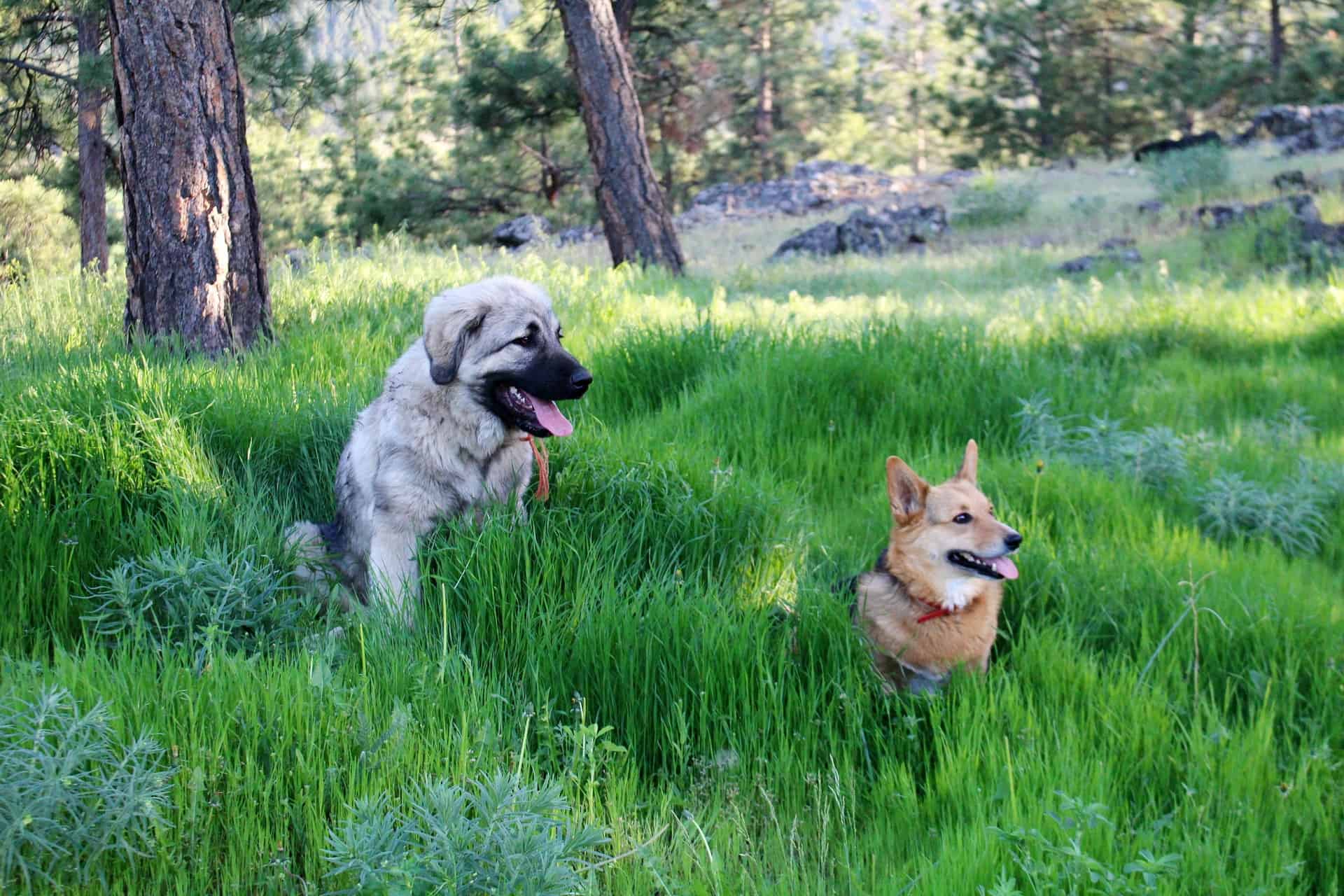 Yugoslavian Shepherd Dog (Sharplanina)