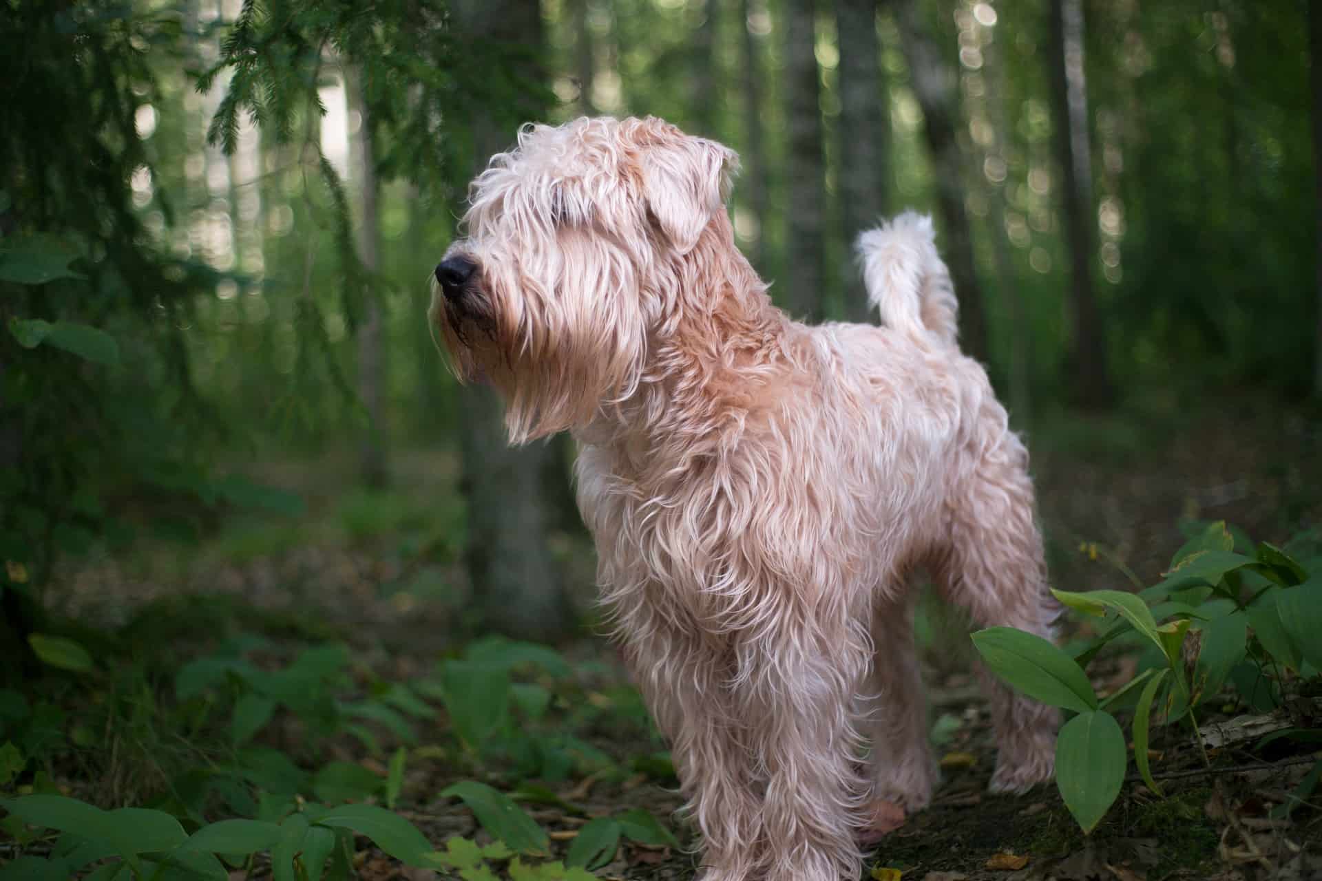Soft Coated Wheaten Terrier
