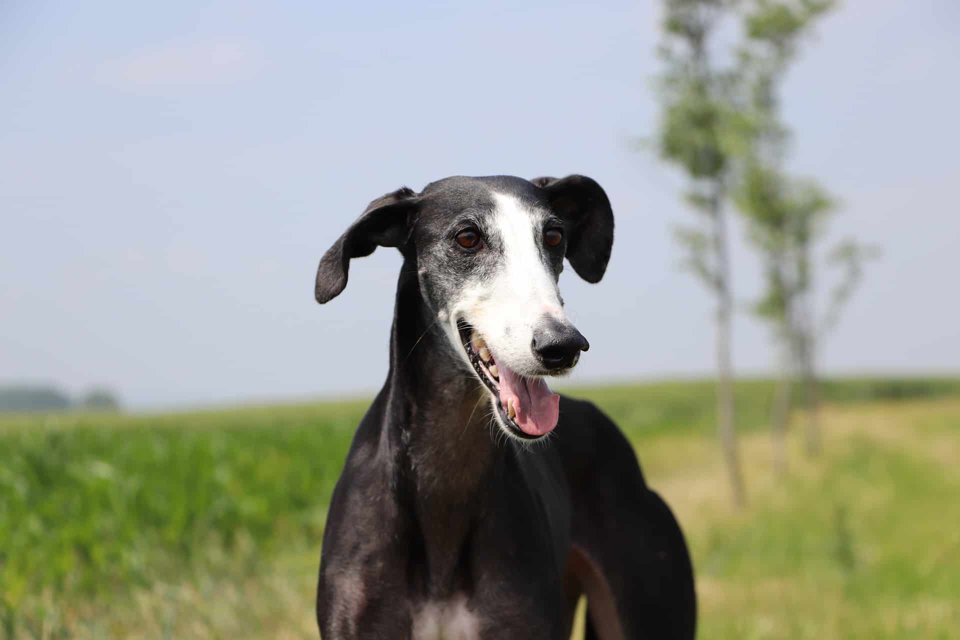 Spanish Greyhound