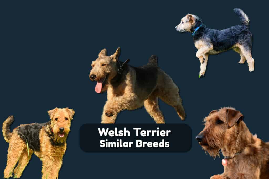 Chart of breeds similar to Welsh Terrier