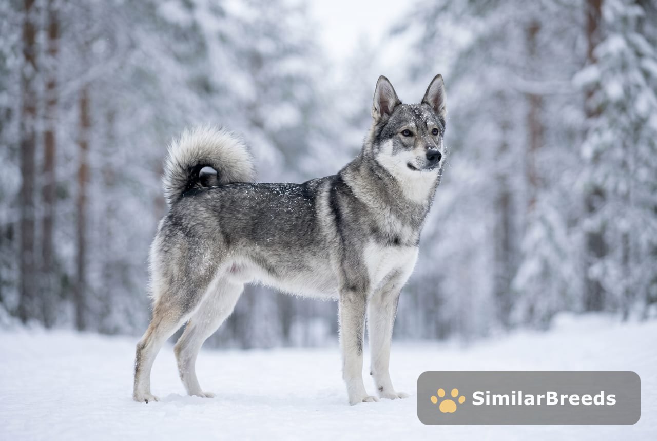West Siberian Laika