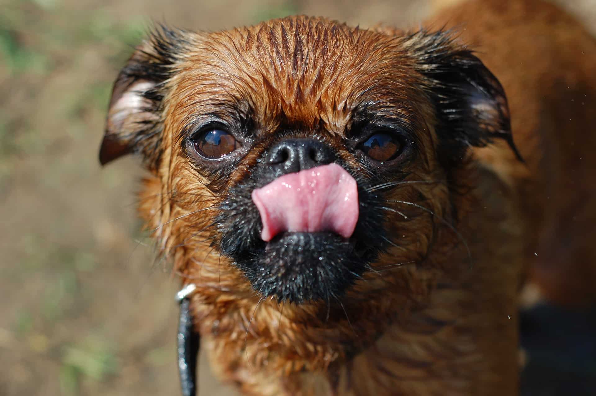 Dog Breeds Similar To Brussels Griffon »